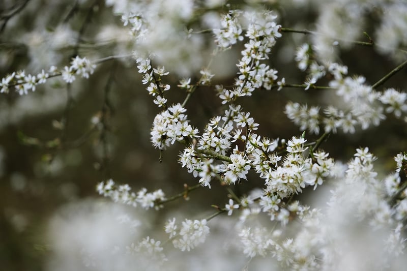 Magical Floral Decor