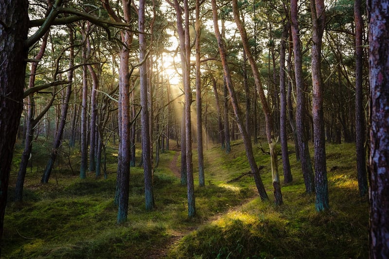 Yakushima Forest Clearing
