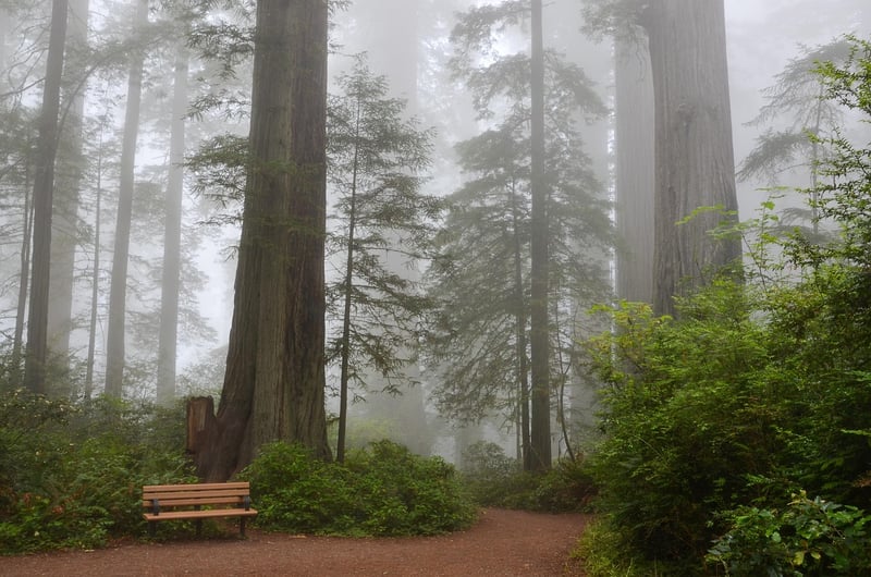 Redwood Forest Clearing